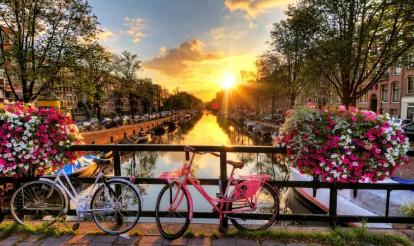 Could the Netherlands help your business blossom?